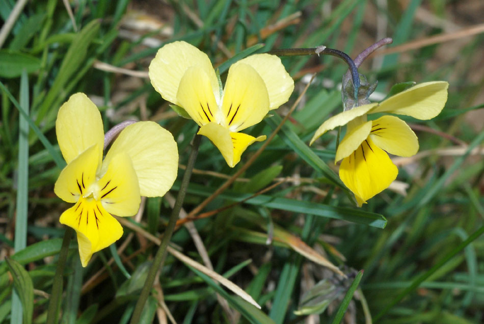 Viola aethnensis / Viola dell''Etna